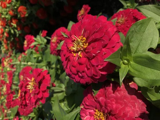 Magellan™ Cherry