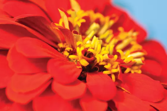 Magellan™ Scarlet