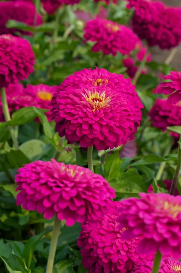 Uproar™ Rose