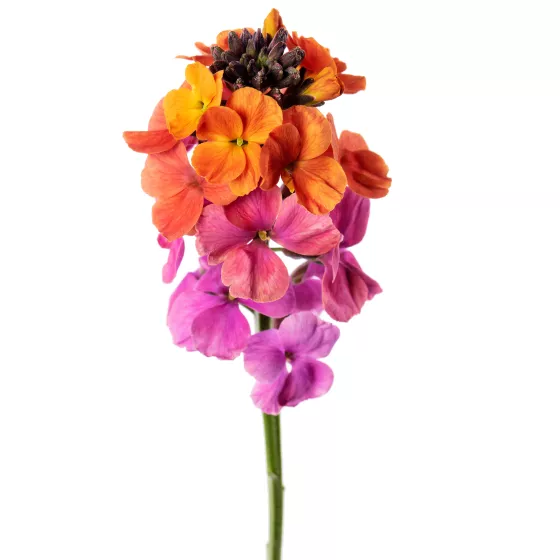 Erysistible™ Bronze Rose