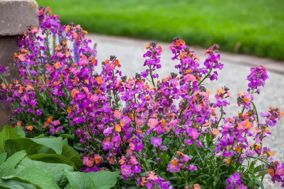 Erysistible™ Magenta