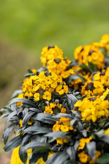Erysistible™ Yellow