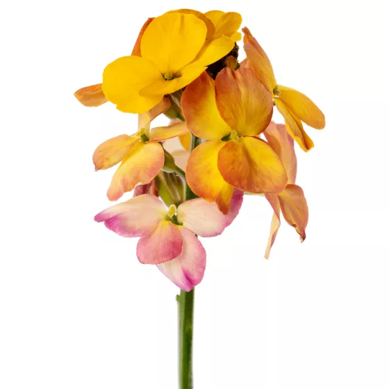 Erysistible™ Yellow Pink