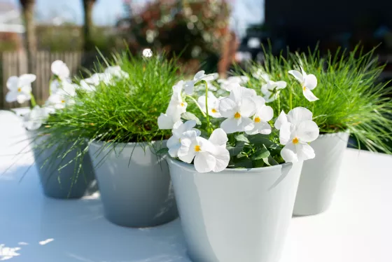 Deltini™ White