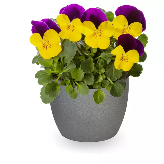 Deltini™ Yellow Jump Up