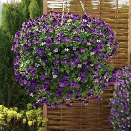 Endurio® Blue Yellow with Purple Wing