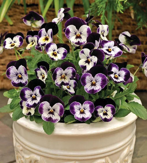 Penny™ Mickey | Syngenta Flowers