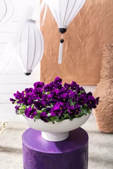 Penny™ Pro Violet