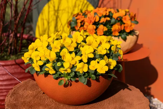 Penny™ Pro Yellow