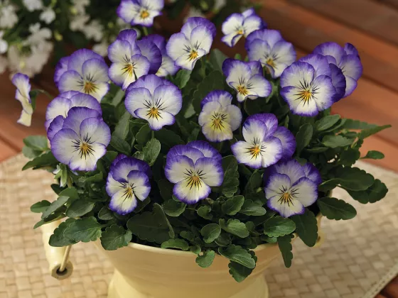Penny™ Purple Picotee