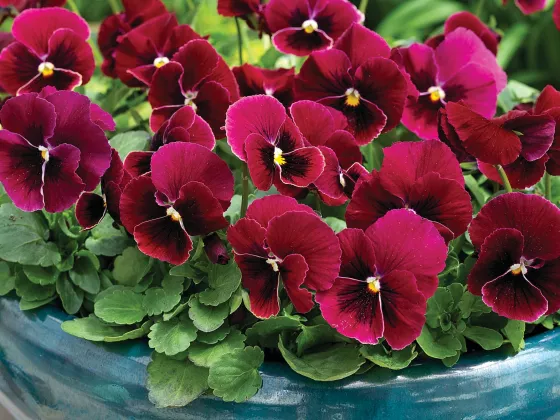 Penny™ Rose Blotch