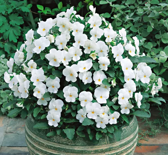 Penny™ White