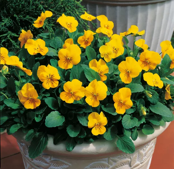 Penny™ Yellow