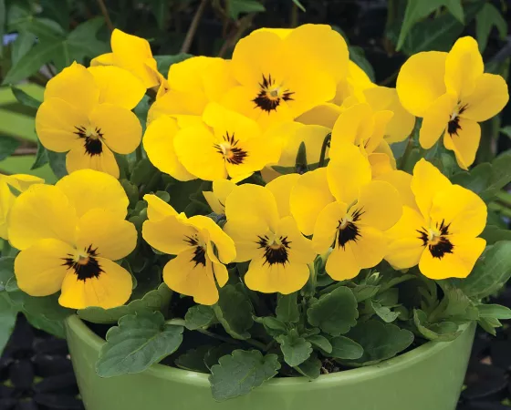 Penny™ Yellow Blotch