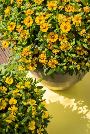 HayDay™ Golden Bicolor