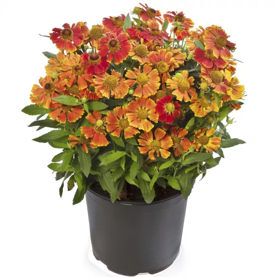 HayDay™ Red Bicolor
