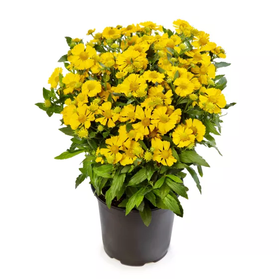 HayDay™ Yellow