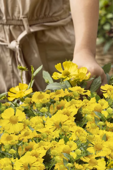 HayDay™ Yellow