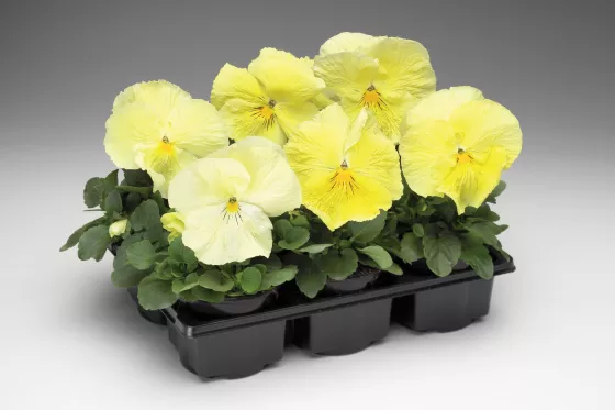 Colossus™ Lemon Shades