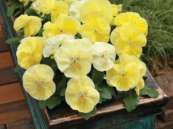 Colossus™ Lemon Shades
