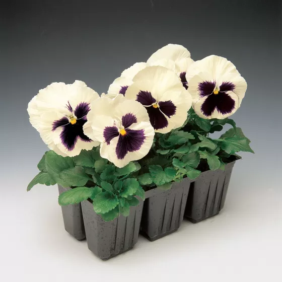 Colossus™ White with Blotch