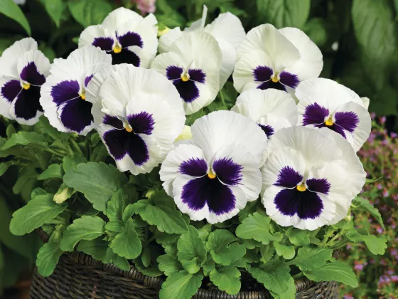 Colossus™ White with Blotch
