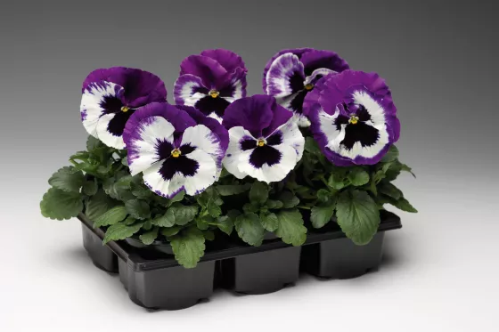 Colossus™ White with Purple Wing