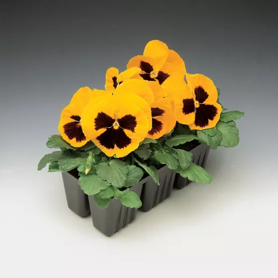 Colossus™ Yellow with Blotch