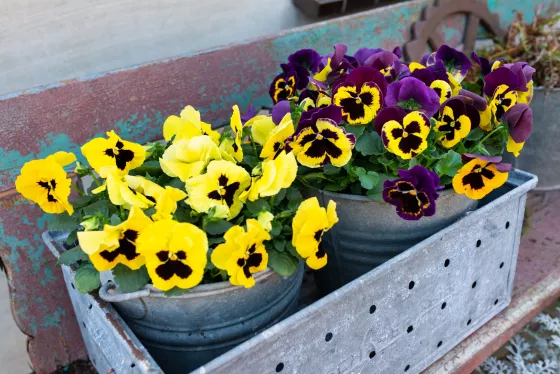 Delta™ Classic Yellow w Purple Wing