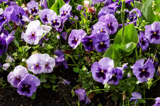 Delta™ Pro Lavender Blue Shades