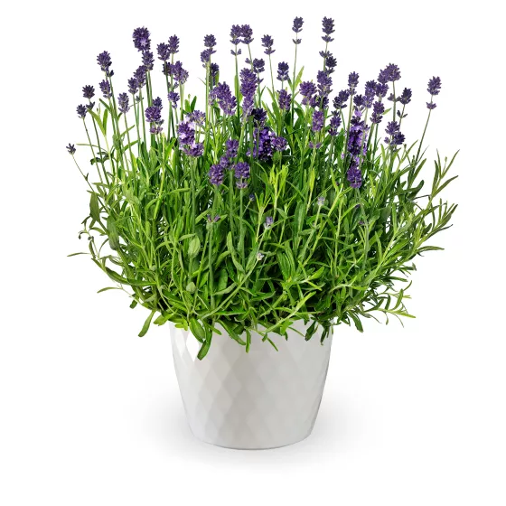 Scent™ Mini Blue
