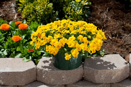 Freefall™ Golden Yellow