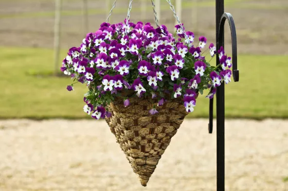 Freefall™ Purple & White