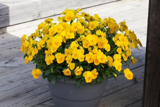 Flower2015 Freefall™ XL Golden Yellow | Syngenta Flowers