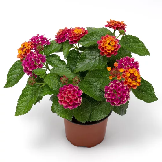 Bandolero™ Cherry Sunrise