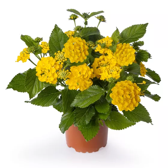 Bandolero™ Lemon