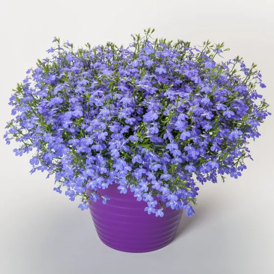 Techno® Blue