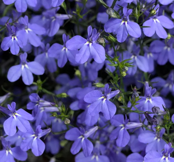 Techno® Blue