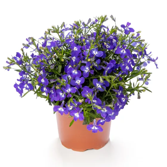 Techno® Deep Blue with Eye