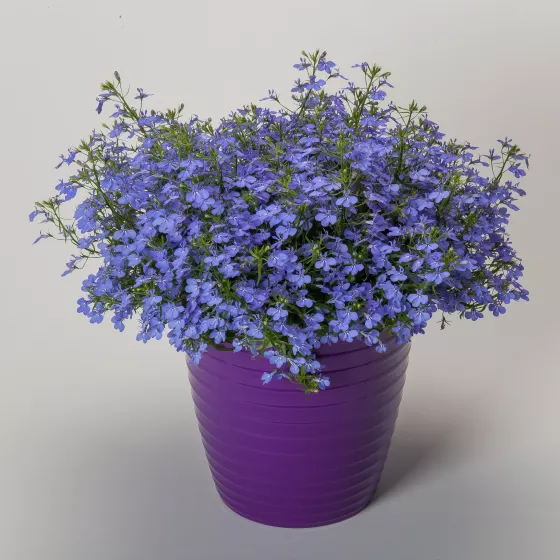 Techno® Electric Blue
