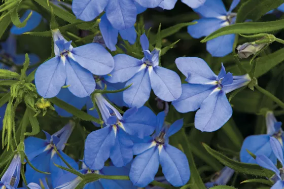 Techno® Electric Blue
