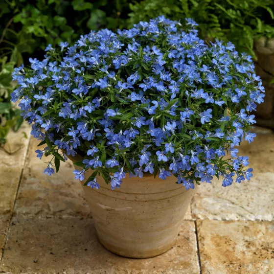 Techno® Light Blue