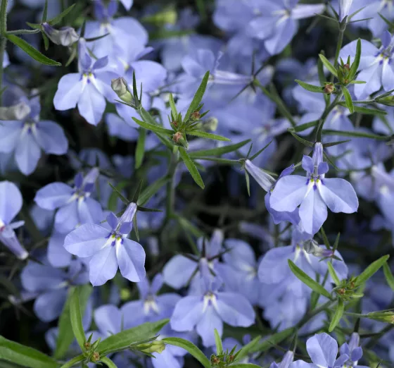 Techno® Light Blue