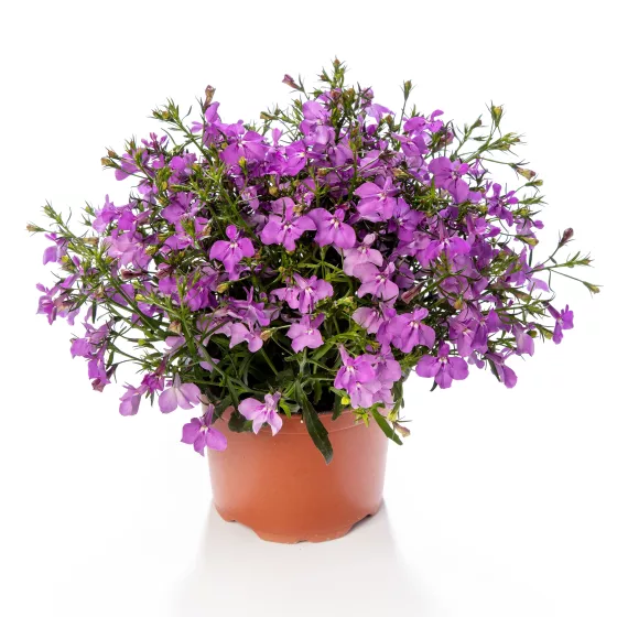 Techno® Lilac