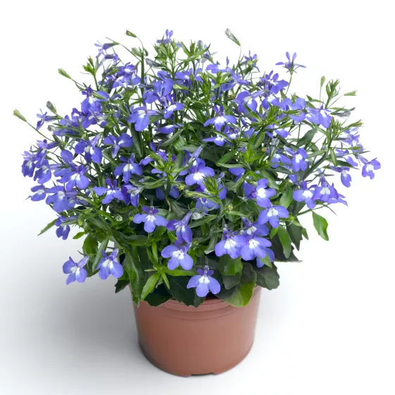 Techno® Upright Blue