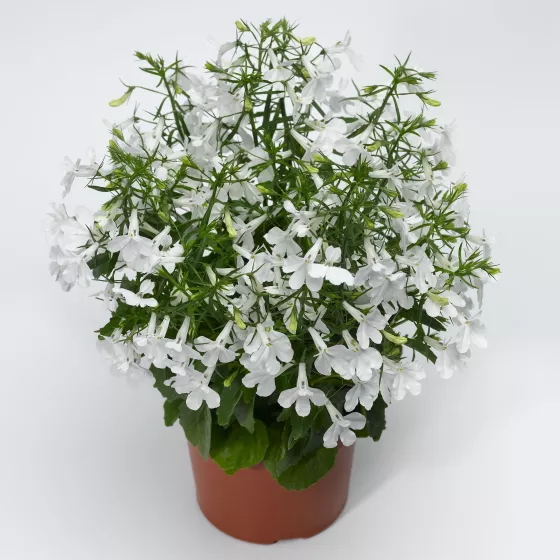 Techno® Upright White