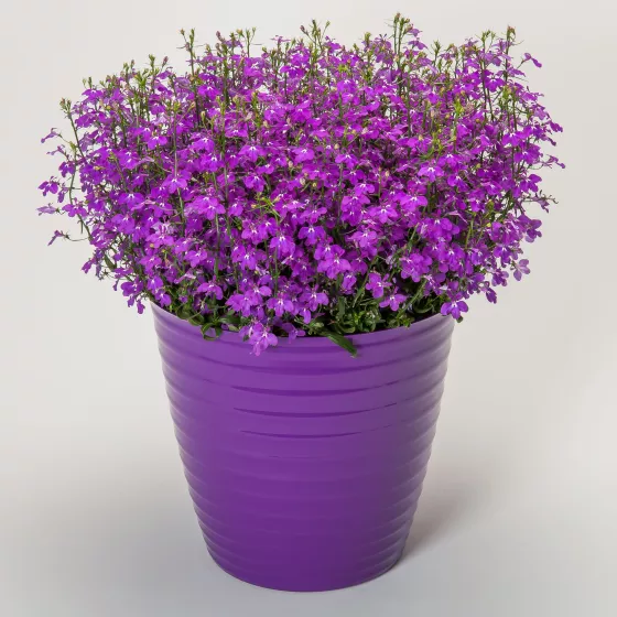 Techno® Violet