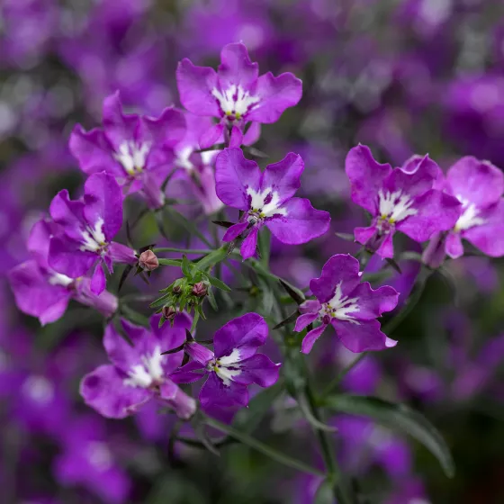 Techno® Violet