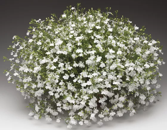 Techno® White