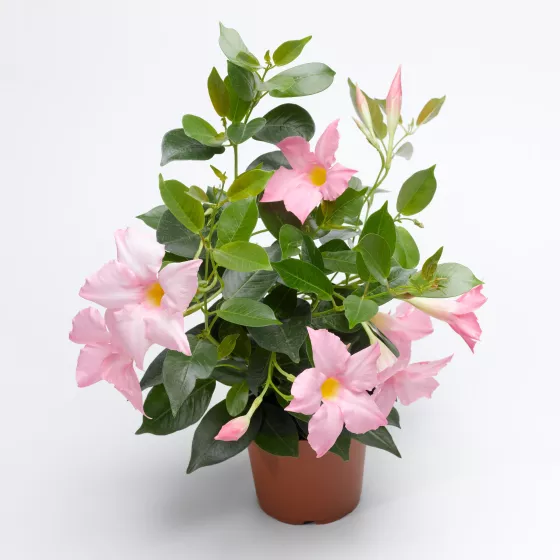 Madinia® Maximo Light Pink
